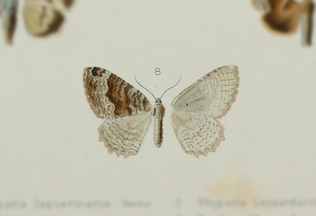 Triphosa largeteauria