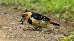 Trachyphonus vaillantii