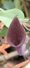 Aristolochia baetica
