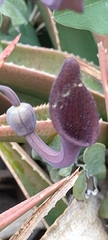 Aristolochia baetica