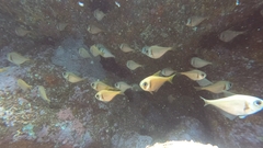 Pempheris compressa