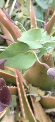 Aristolochia baetica