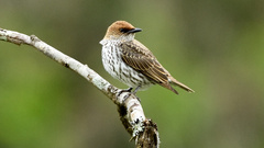 Cinnyricinclus leucogaster