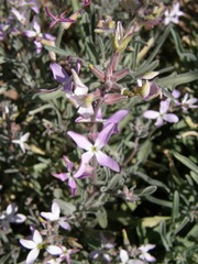 Matthiola longipetala