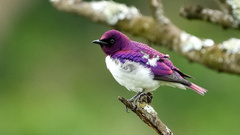 Cinnyricinclus leucogaster