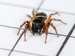 Heliophanus wesolowskae