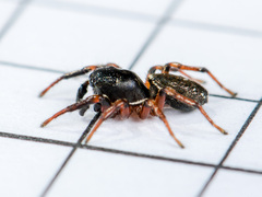 Heliophanus wesolowskae