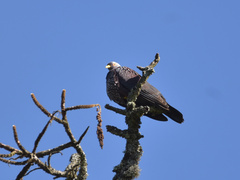Columba arquatrix