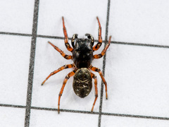 Heliophanus wesolowskae