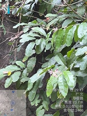 Capparis micracantha