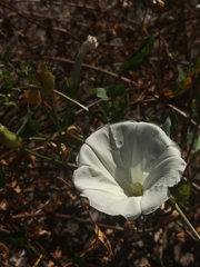 Calystegia macrostegia macrostegia