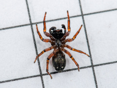 Heliophanus wesolowskae