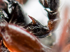 Heliophanus wesolowskae