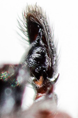 Heliophanus wesolowskae