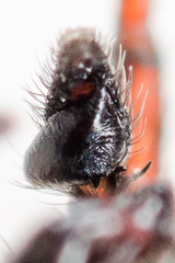 Heliophanus wesolowskae