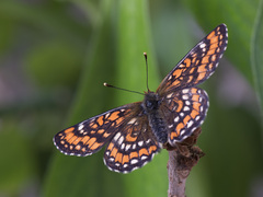 Euphydryas maturna