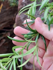 Podocarpus spinulosus