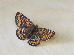 Euphydryas maturna