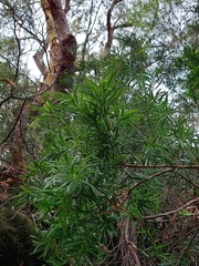 Podocarpus spinulosus