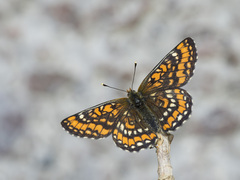 Euphydryas maturna