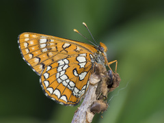 Euphydryas maturna
