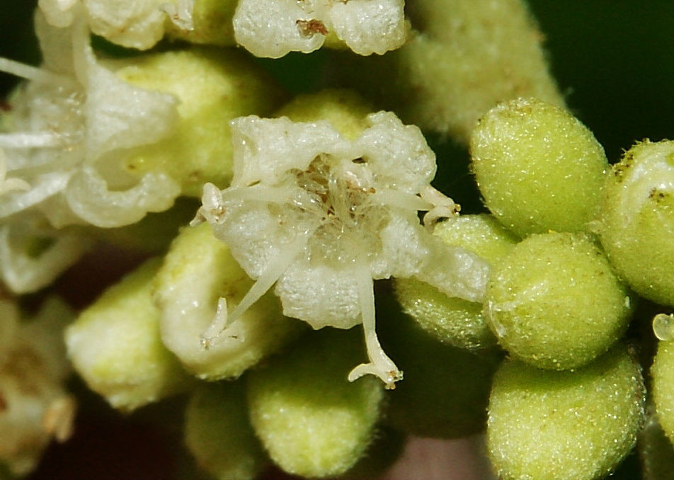 mucilage manjack