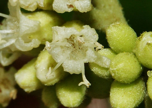 Cordia sulcata A.DC.