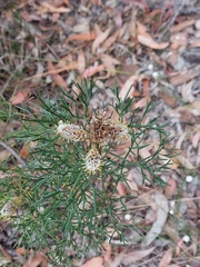 Petrophile sessilis
