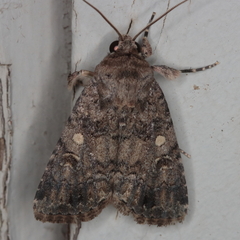 Spodoptera triturata