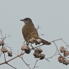 Pycnonotus conradi