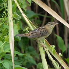 Helopsaltes certhiola