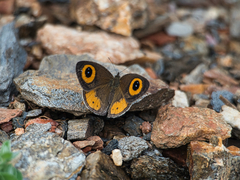 Ypthima aphnius