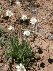 Platystemon californicus