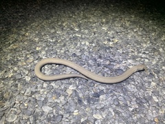 Pygopus lepidopodus