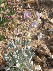 Astragalus calycosus