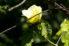 Hibiscus calyphyllus
