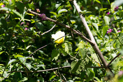 Hibiscus calyphyllus