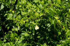 Hibiscus vitifolius vitifolius