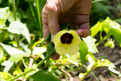 Hibiscus vitifolius vitifolius