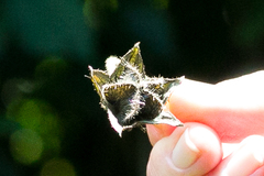 Hibiscus vitifolius vitifolius