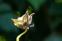 Hibiscus vitifolius vitifolius