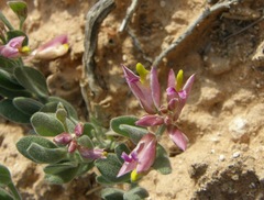 Rhinotropis subspinosa