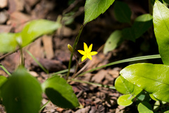 Hypoxis filiformis