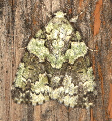 Blenina squamifera