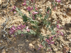 Rhinotropis subspinosa