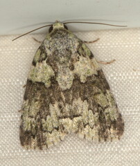 Blenina squamifera