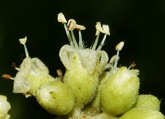 Cordia sulcata