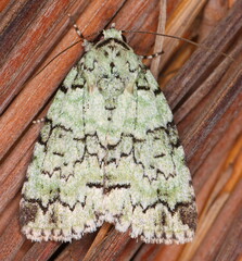 Blenina squamifera
