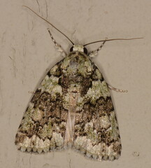 Blenina squamifera