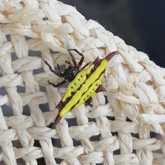 Gasteracantha diadesmia